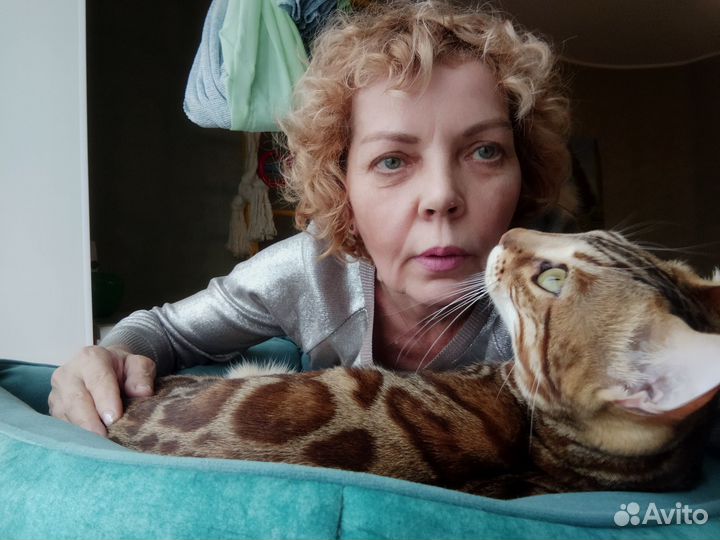 Передержка одного кота, кошки,выезд к собачкам