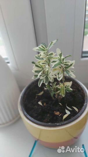 Цветы комнатные