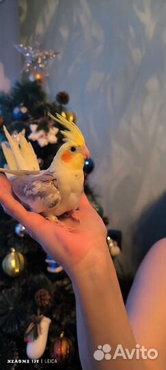 Попугай корелла