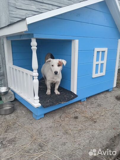 Вязка джек рассел терьер