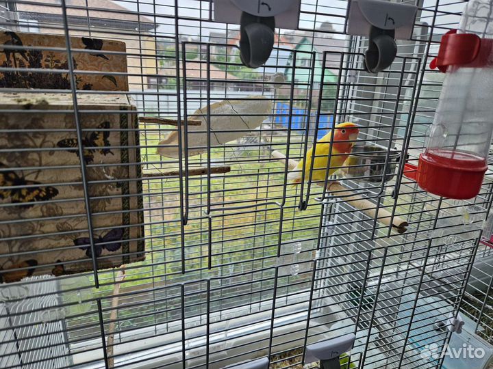 Попугаи неразлучники пара с клеткой