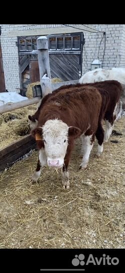 Телки и только телки