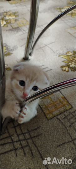 Британец мальчик 1.5мес