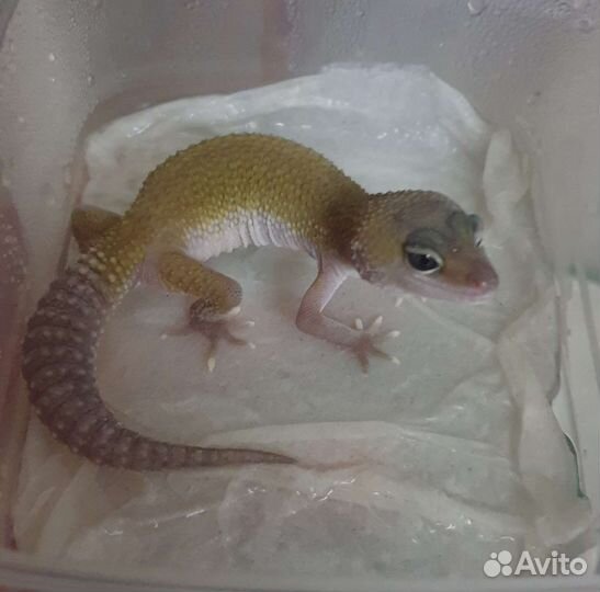 Эублефары морфы поттернлесс