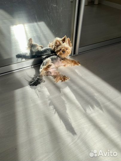 Йоркширский терьер, вязка,мальчик, не развязан