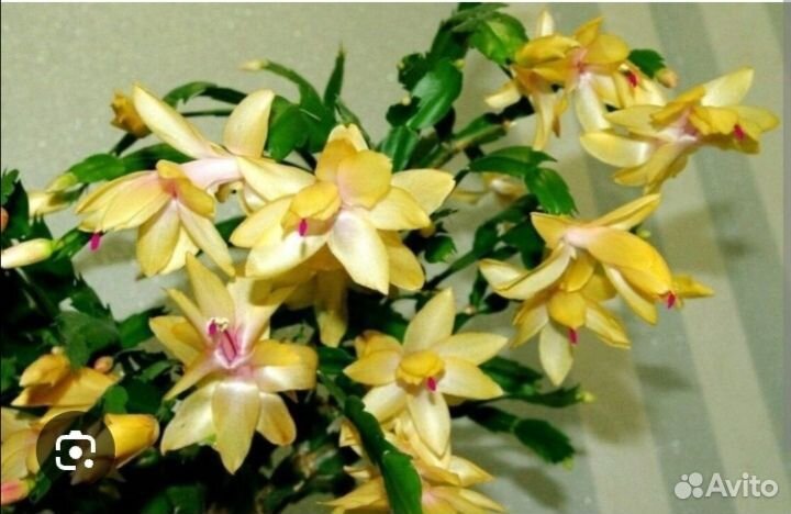 Декабрист шлюмбергера