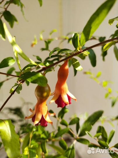 Гранат комнатный карликовый Нана