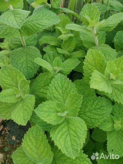 Мята сладкая, Мята перечная