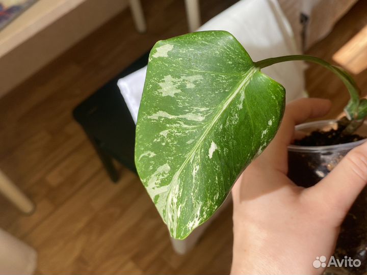 Монстера вариегатная альба черенки