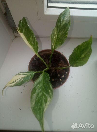 Спатифиллум Джемини, Домино