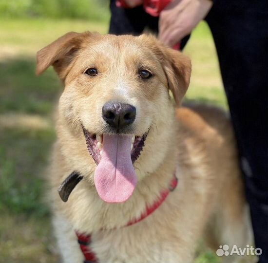 Собака в добрые руки