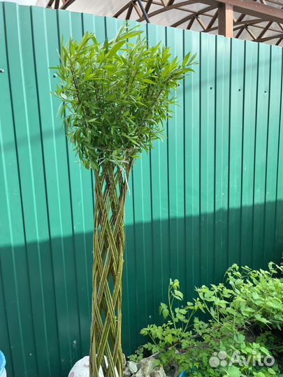 Плетеные деревья из ивы