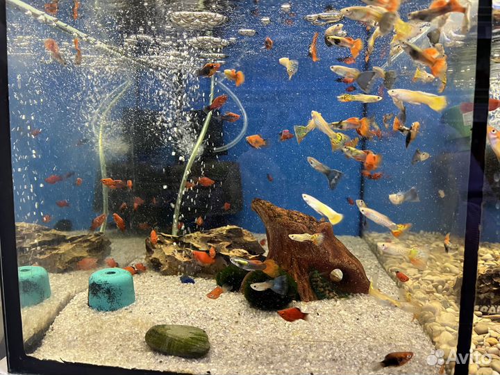 Аквариумные рыбки