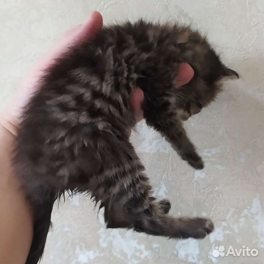 Котенок мальчик 1 месяц бесплатно