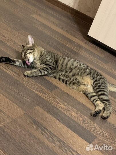 Отдам в добрые руки двух котиков