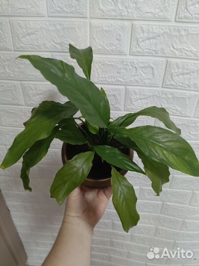 Спатифиллум