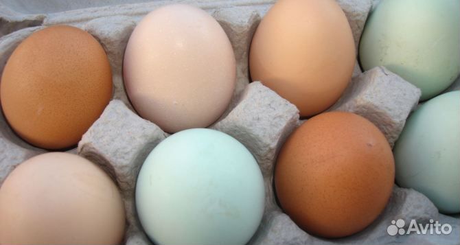 Домашние/инкубационные куриные яйца