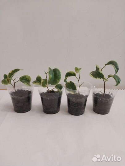 Фикусы, бальзамин, декабрист