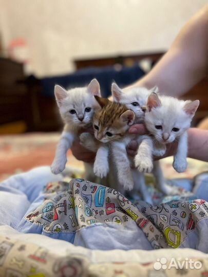 Котята в добрые руки