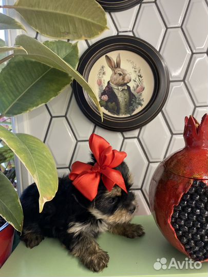 Йоркширский терьер щенок