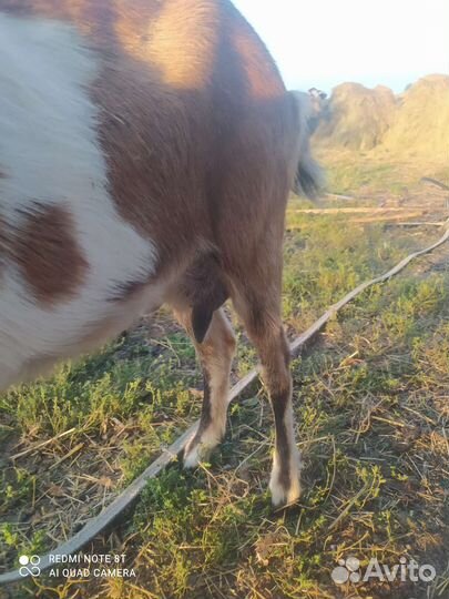Продам коз