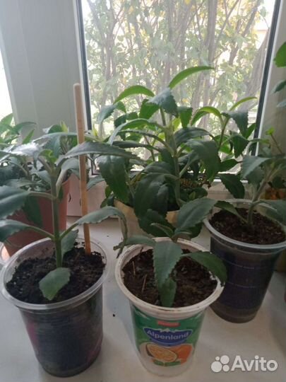 Каланхоэ лечебное