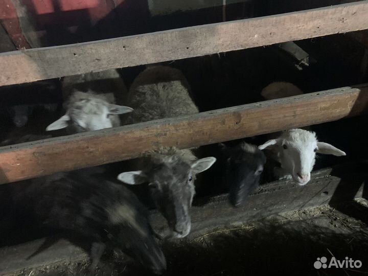 Ярки, бараны упитанные