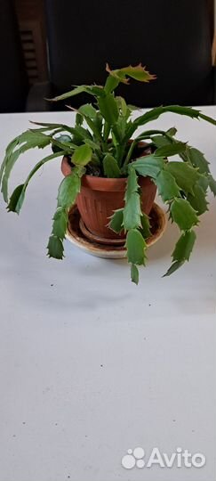 Декабрист шлюмбергера