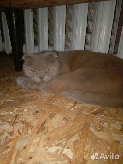 Отдам кошку в добрые руки