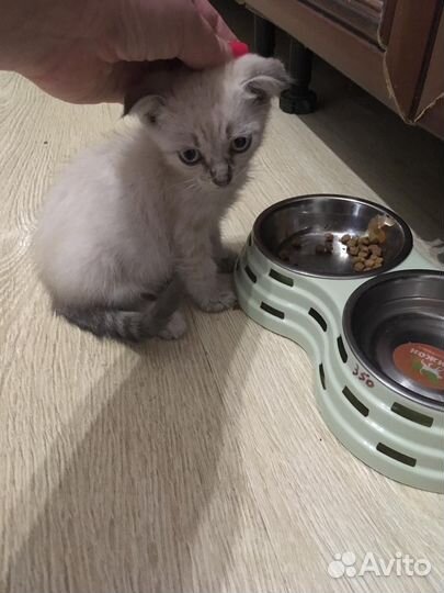 Котëнок в дар