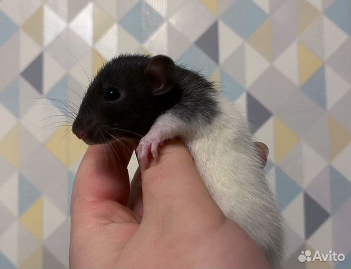 Дамбо крысята