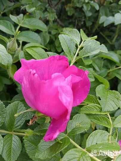 Саженцы шиповника