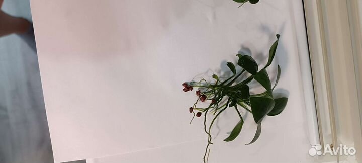 Анубиас нана