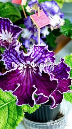 Стрептокарпус