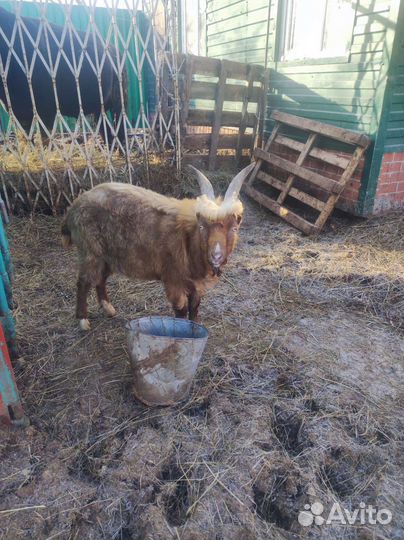 Козел ламанча