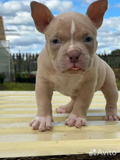 Американский булли