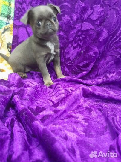 Пти брабансон