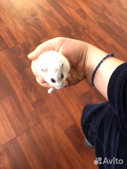 Джунгарский хомяк