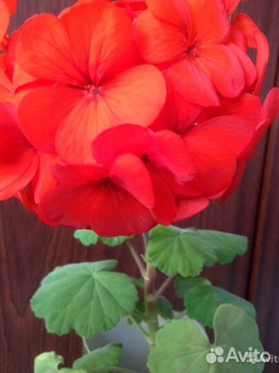 Сансевьера, герань, мята комнатная