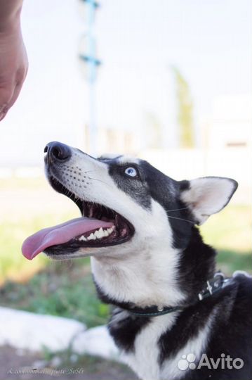 Сибирский хаски помесь