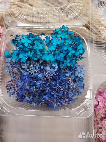 Гортензия сухоцвет