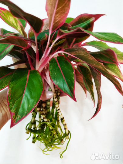 Комнатные растения цветы