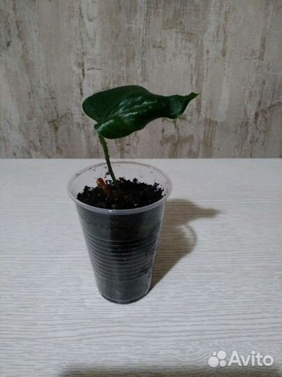 Комнатные растения