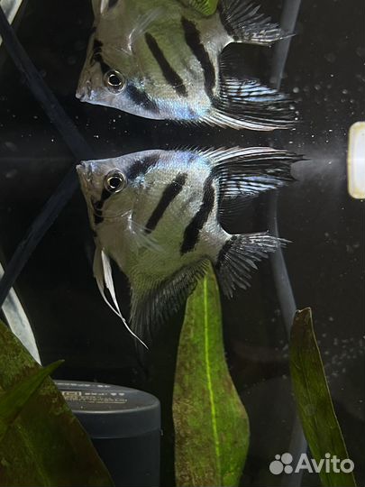 Аквариумные рыбки