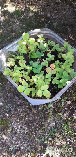 Рассада земляники