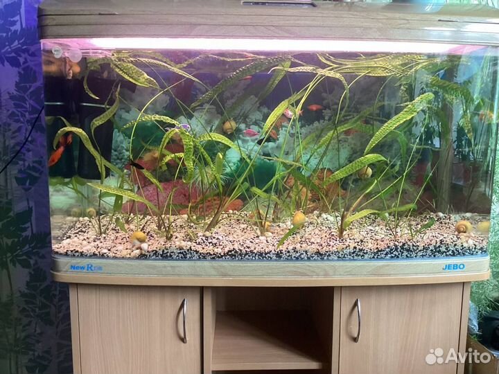 Продам аквариум jebo R3100
