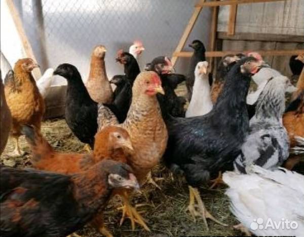 Куры-молодки