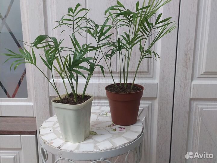 Хамедорея - пальма