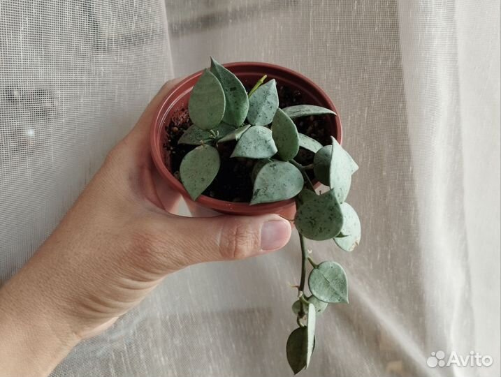 Хойи срез и укорененные