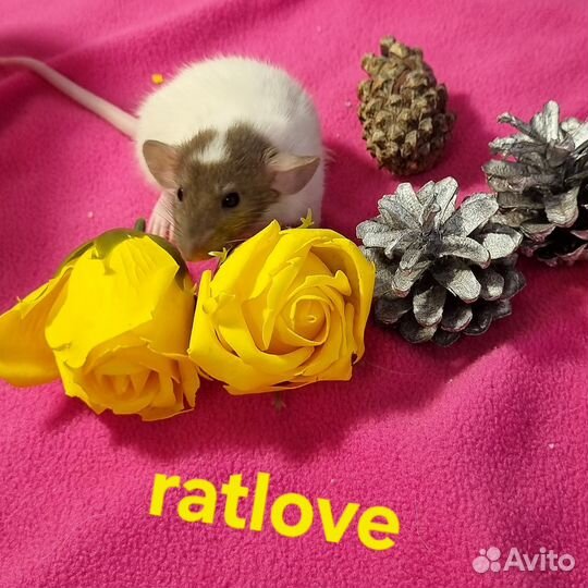 Крысята дамбо девчонки от ratlove